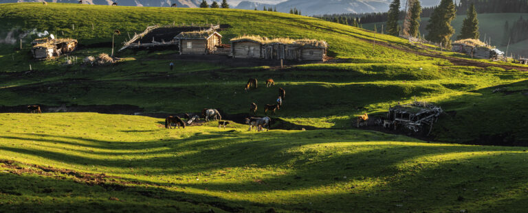 Ma Yanping - Pasture-at-morning